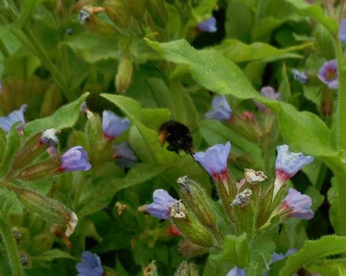 Anthophora sp.